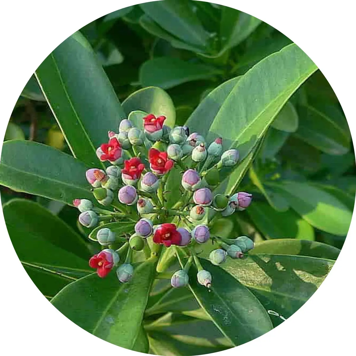 Saro Essential Oil- Living Libations 1