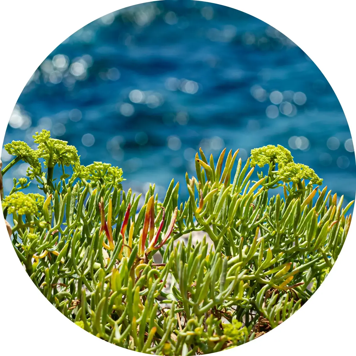 Sea Fennel Essential Oil 5Ml- Living Libations 1