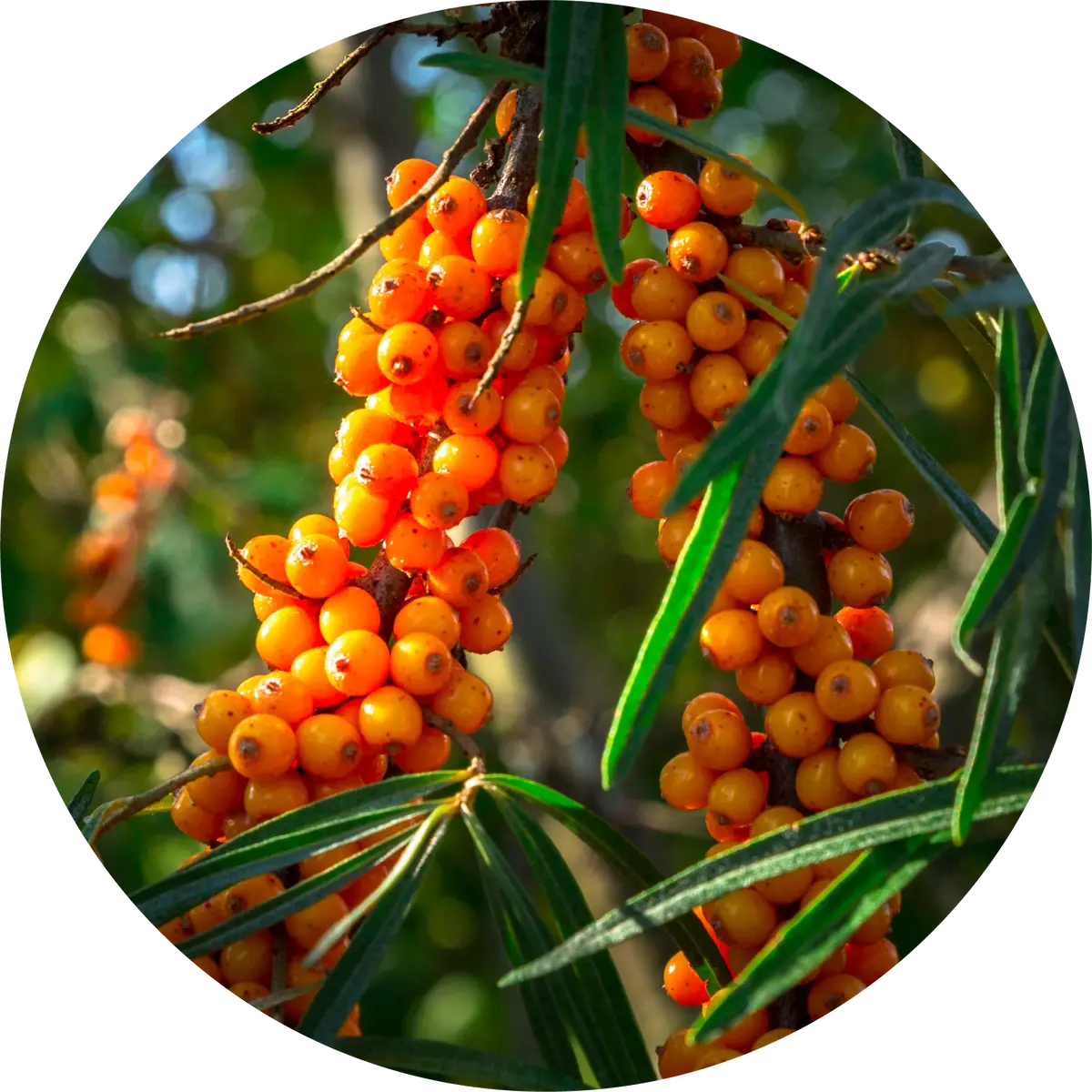 Seabuckthorn Seed Carrier Oil - Living Libations 1