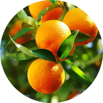 Sweet Orange Essential Oil - Living Libations 1