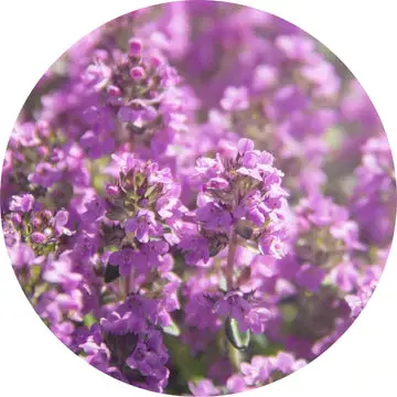 Moroccan Thyme Essential Oil - Living Libations 1