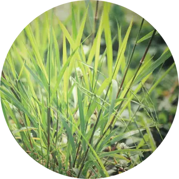 Vetiver Ruh Khus Essential Oil - Living Libations 1