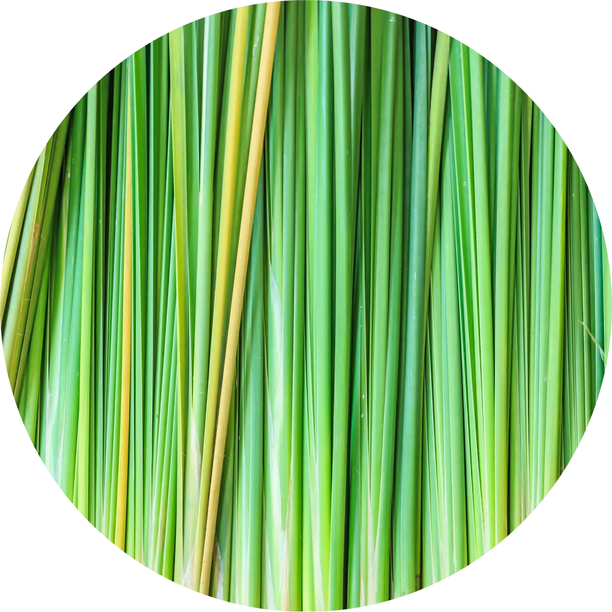 Vetiver Essential Oil - Living Libations 1