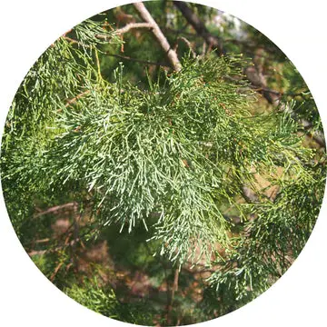 Cypress Leaf White Essential Oil - Living Libations 1