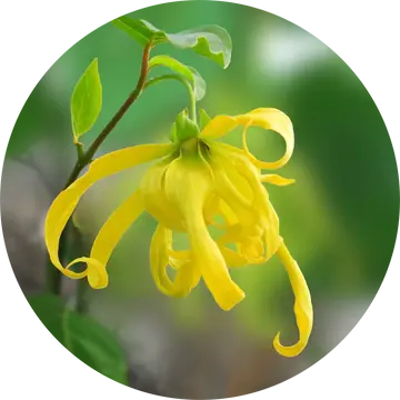 Ylang Complete Essential Oil - Living Libations 1