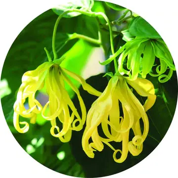 Ylang Essential Oil - Living Libations 1