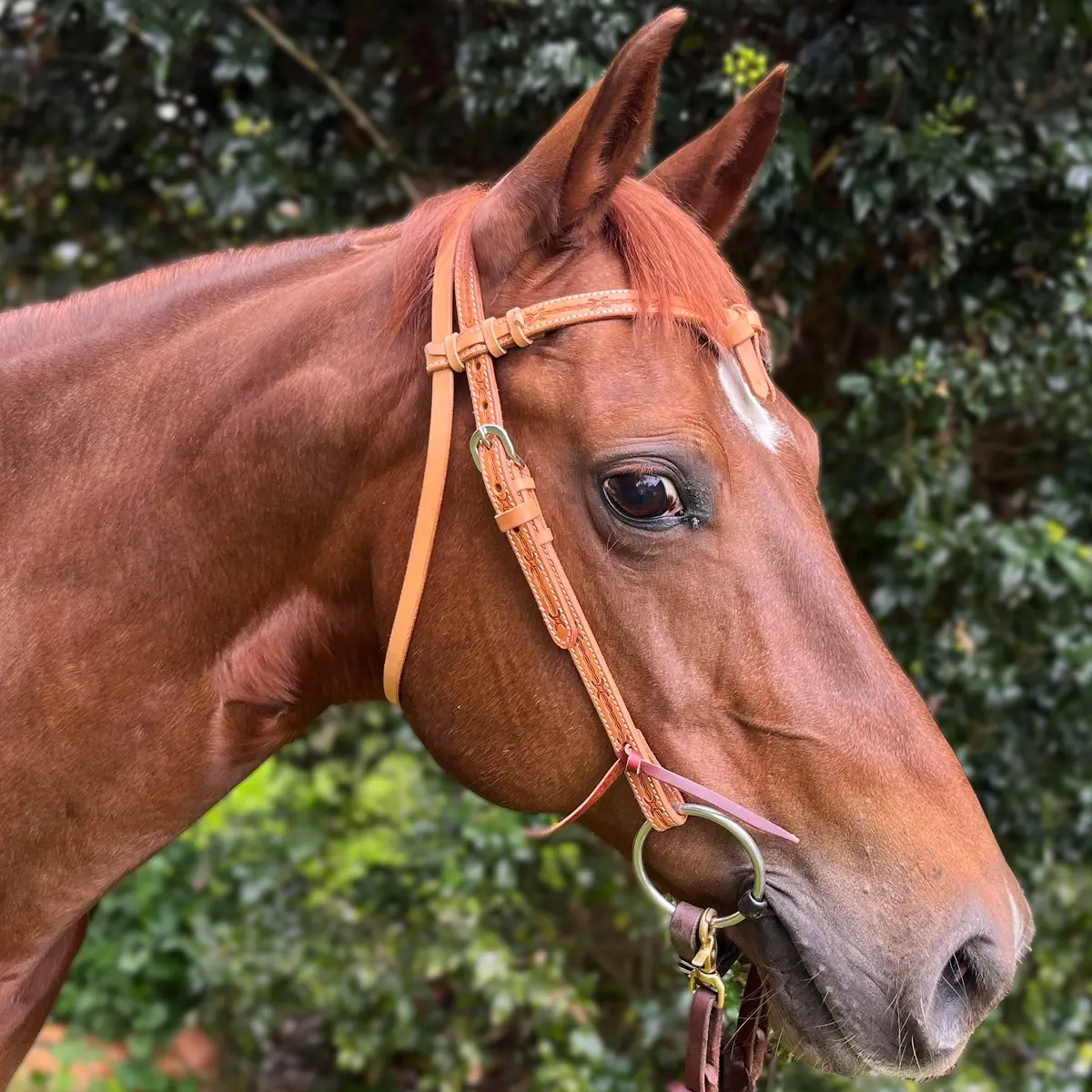 Ezy Ride Bridle With Futurity Knot And Barbwire Stamping Natural 1