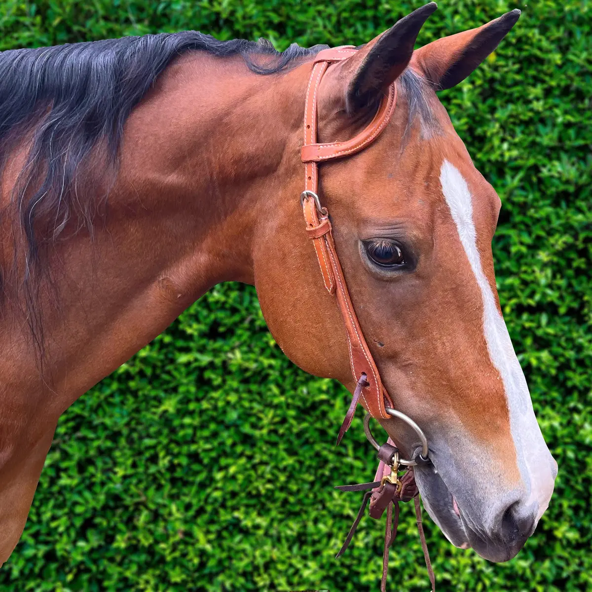 Ezy Ride Bridle One Ear Stitched With Raised Leather 1
