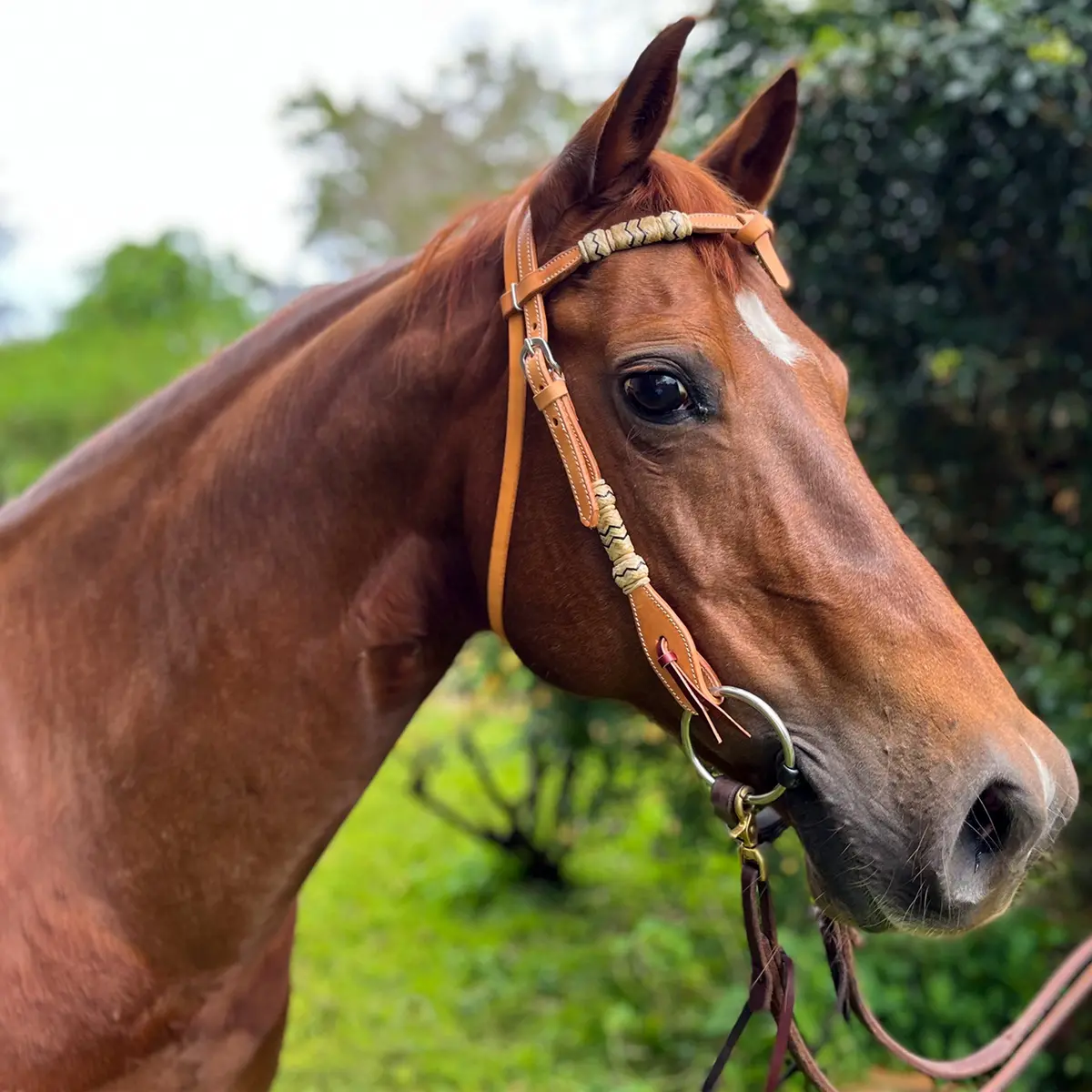 Ezy Ride Bridle With Futurity Knot And Rawhide Brow Natural 1