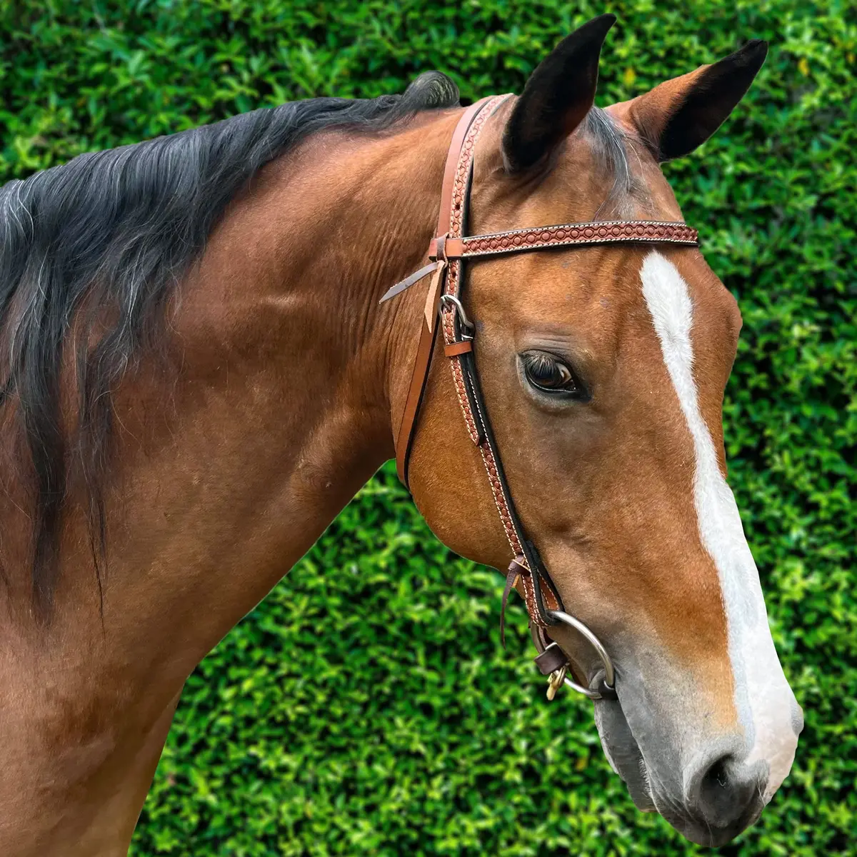 Ezy Ride Bridle Brow With Stamping Chestnut 1