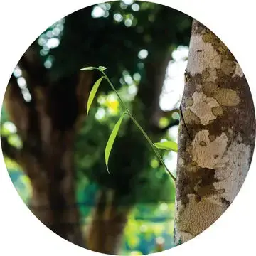 Agarwood Essential Oil - Living Libations 1