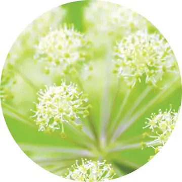 Angelica Root Essential Oil - Living Libations 1