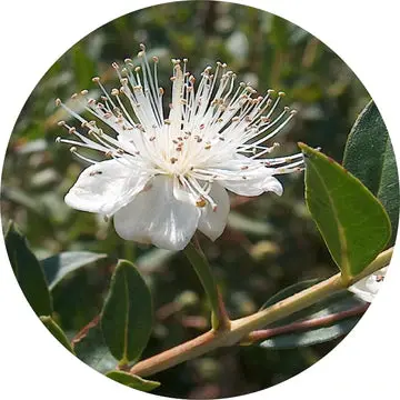 Anise Myrtle Essential Oil - Living Libations 1