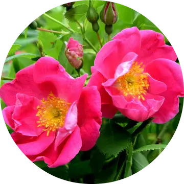 Apothecary Rose Absolute - Living Libations 1