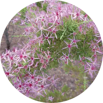 Australian Heather Essential Oil - Living Libations 1