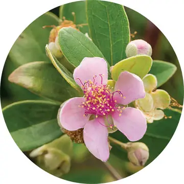 Australian Rose Essential Oil - Living Libations 1