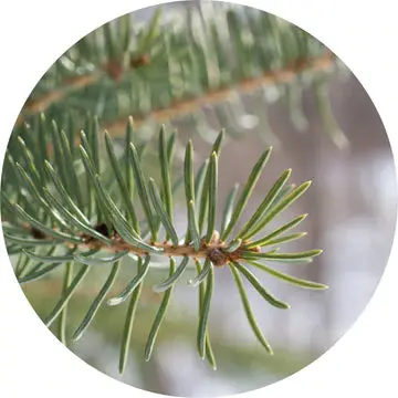 Fir Balsam Essential Oil - Living Libations 1