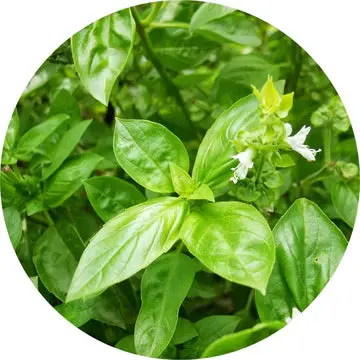 Basil Essential Oil - Living Libations 1