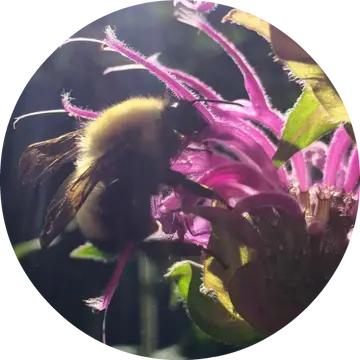 Bee Balm Essential Oil - Living Libations 1