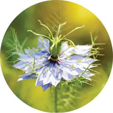 Black Cumin Seed Essential Oil - Living Libations 1