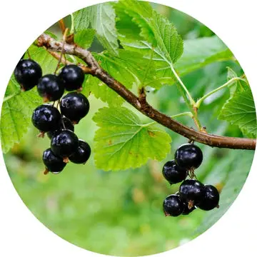 Black Currant Absolute - Living Libations 1