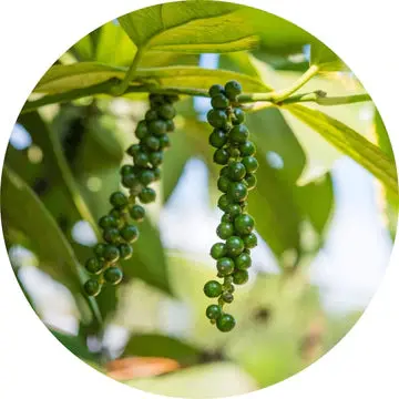 Black Pepper Essential Oil - Living Libations 1