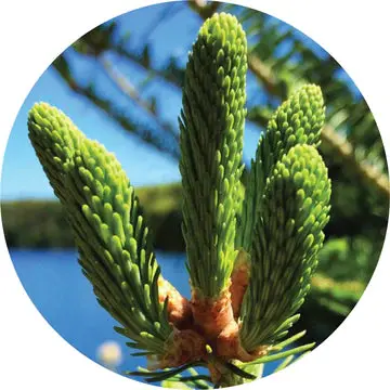 Spruce, Black Essential Oil - Living Libations 1