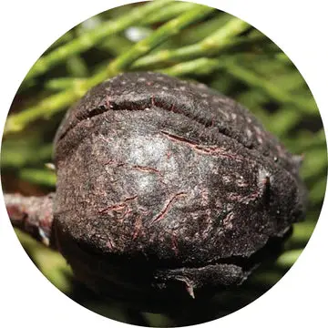 Blue Cypress Essential Oil - Living Libations 1