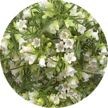 Buddhawood Essential Oil - Living Libations 1