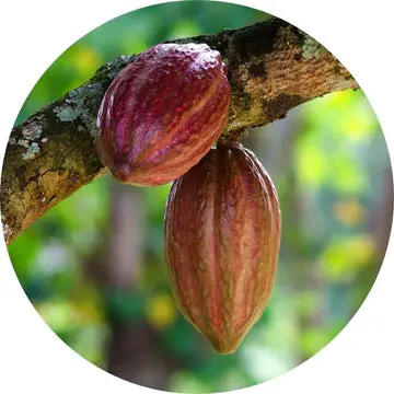 Cacao Extract 5Ml - Living Libations 1