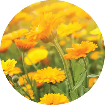 Calendulal Essential Oil - Living Libations 1