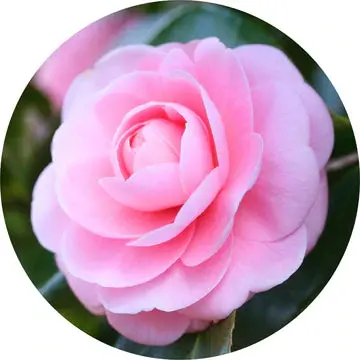 Camellia Carrier Oil - Living Libations 1