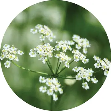Caraway Essential Oil - Living Libations 1