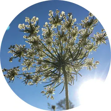 Carrot Seed Essential Oil - Living Libations 1