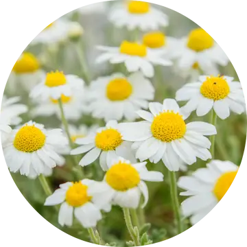 Chamomile Essential Oil - Living Libations 1