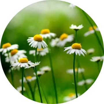Chamomile German Essential Oil - Living Libations 1