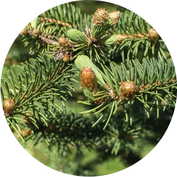 Christmas Tree Essential Oil - Living Libations 1