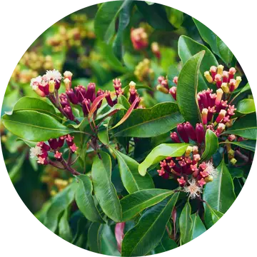 Clove Bud Essential Oil - Living Libations 1