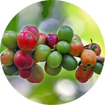 Coffee Bean Essential Oil - Living Libations 1