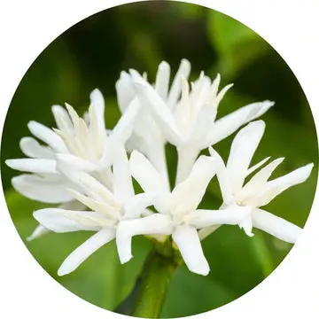 Coffee Blossom Absolute - Living Libations 1