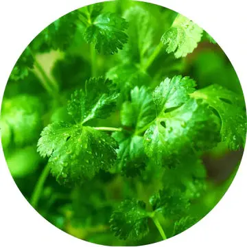 Cilantro Leaf Essential Oil - Living Libations 1