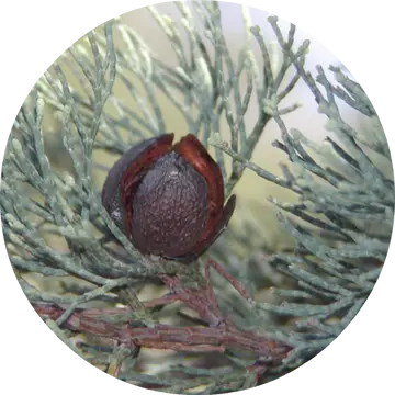 White Cypress Wood Essential Oil - Living Libations 1
