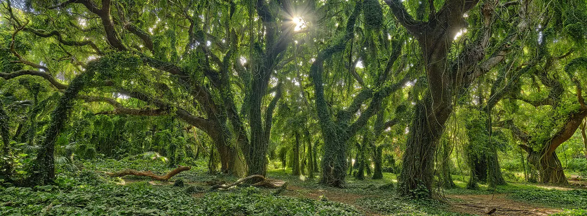 Enchanted Forest By Andrew Shoemaker 1