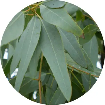 Eucalyptus Lemon Ironbark Essential Oil - Living Libations 1