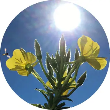 Evening Primrose Carrier Oil - Living Libations 1