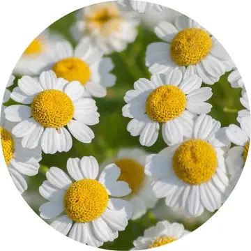 Feverfew Essential Oil - Living Libations 1