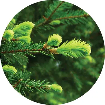 Fir Grand Essential Oil - Living Libations 1