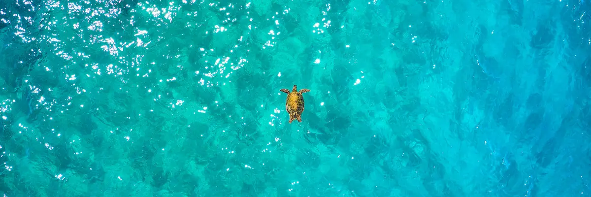 Flying Honu By Andrew Shoemaker 1