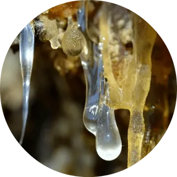 Forest Amber Essential Oil - Living Libations 1