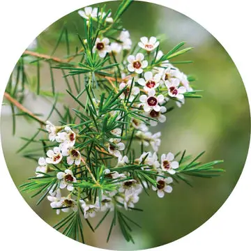 Fragonia Essential Oil - Living Libations 1